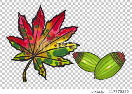 手描きの水彩画(絵手紙)「ドングリ(アラカシ)」と「紅葉したハウチワカエデ(羽団扇楓)の葉」 117770829