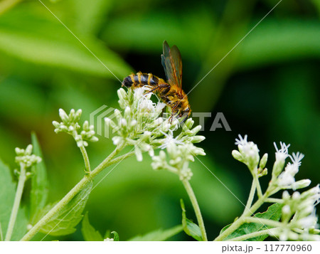 ヒヨドリバナ訪花昆虫ツチバチ科キンケハラナガツチバチ♀ ヒヨドリバナ訪花昆虫ツチバチ科キンケハラナガツチバチ♀ 117770960