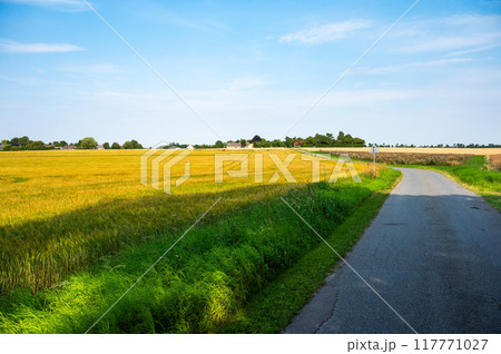 Farmland with wheatfields and grasses at the Danish countryside around Rodby, Denmark 117771027