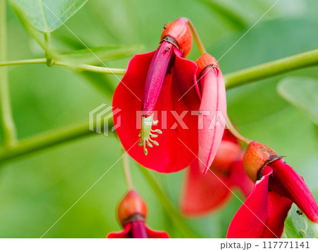 マメ科アメリカデイゴの赤い花 117771141
