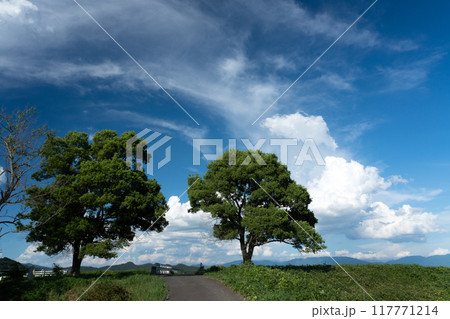 雲が湧く真夏の空のイメージ 117771214