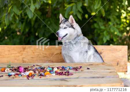 Husky dog close-up head portrait, summer 117771216