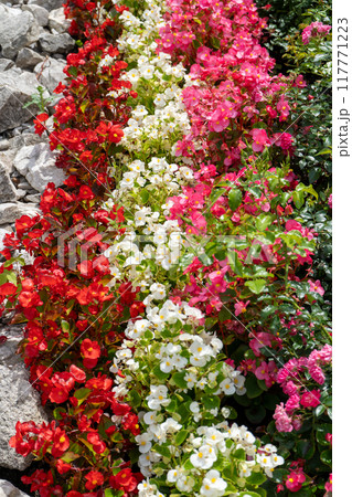 Multi-colored begonias on a street flower bed. Red, pink and white begonia. Flower arrangement in the garden. Garden landscape design. Grow flowers outside. Flowering in summer. simple plants. Multi-colored begonias on a street flower bed. Red, pink and white begonia. Flower arrangement in the garden. Garden landscape design. Grow flowers outside. Flowering in summer. simple plants. 117771223