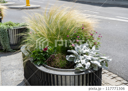 Flower arrangement in the flower bed. Various plants are mixed. Miscanthus bush. Street gardening. Nature in city 117771306
