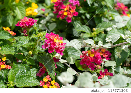 Lantana camara Irene plant on the flowerbed. Flowers in garden. lantana flower bush. Nature background. Green leaves in summer. 117771308
