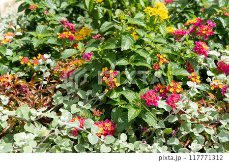 Lantana camara Irene plant on the flowerbed. Flowers in garden. lantana flower bush. Nature background. Green leaves in summer. Lantana camara Irene plant on the flowerbed. Flowers in garden. lantana flower bush. Nature background. Green leaves in summer. 117771312
