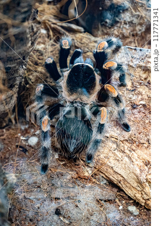 Spider Brachypelma hamorii. Mexican Red Knee. Tarantula smithi 117771341