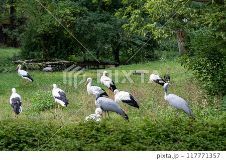 The stork is a large white bird. 117771357