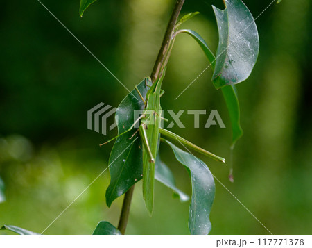 葉に止まる日本最大種バッタ科ショウリョウバッタ 葉に止まる日本最大種バッタ科ショウリョウバッタ 117771378