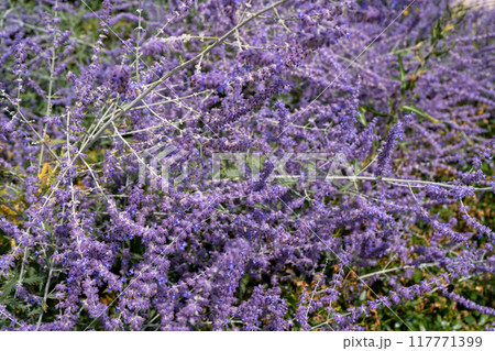 Perovskia atriplicifolia Blue Spire bush close up of blooming sage. Purple perovskia flowers background. Viotel salvia flower in flowerbed garden. Petal bud. Botanical gardening. Floral 117771399