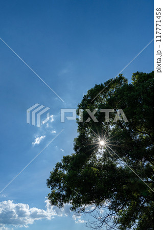 真夏の太陽 真夏の太陽 117771458