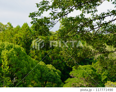 森林公園の落葉広葉樹コナラ林 森林公園の落葉広葉樹コナラ林 117771490