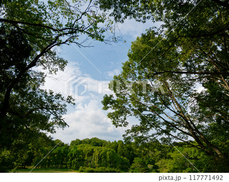 森林公園の落葉広葉樹コナラ林 117771492