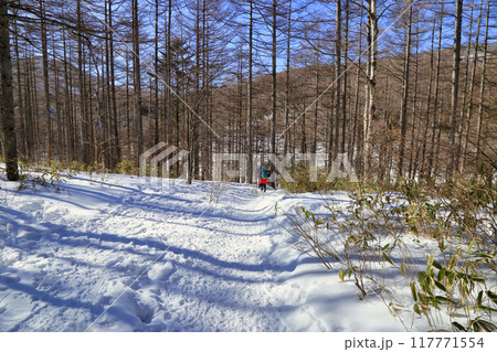 冬の入笠山の樹林帯 117771554