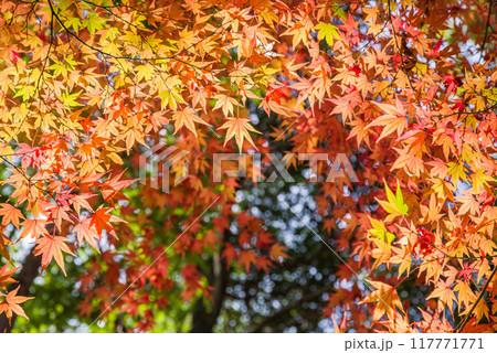 《紅葉イメージ》美しく色付いた山中のモミジ 《紅葉イメージ》美しく色付いた山中のモミジ 117771771