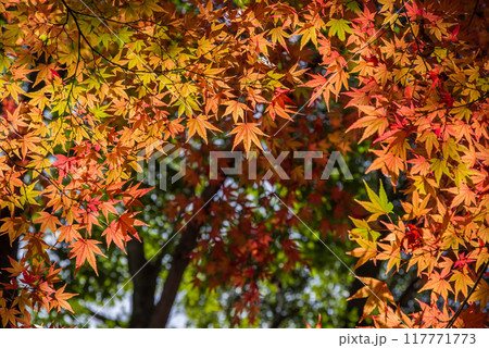 《紅葉イメージ》美しく色付いた山中のモミジ 《紅葉イメージ》美しく色付いた山中のモミジ 117771773