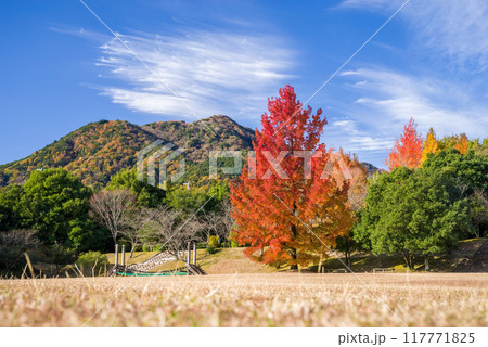 「三重県民の森」の紅葉　《大きなフウの木・赤いクリスマスツリー》 117771825