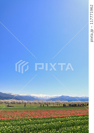 あさひ舟川 春の四重奏の桜 ( 富山県 朝日町 / 4月 ) あさひ舟川 春の四重奏の桜 ( 富山県 朝日町 / 4月 ) 117771962