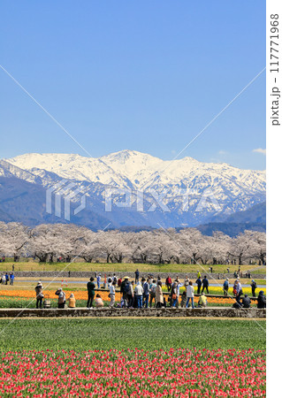 あさひ舟川 春の四重奏の桜 ( 富山県 朝日町 / 4月 ) あさひ舟川 春の四重奏の桜 ( 富山県 朝日町 / 4月 ) 117771968