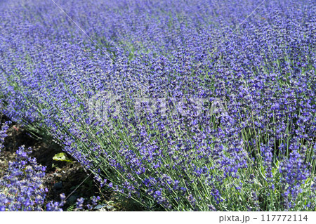 【ラベンダー畑　なななりさわ】 117772114
