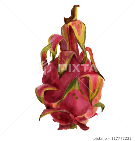 Pitaya, pink dragon fruit, hand painted with watercolor. Exotic tropical ripe fruit in realistic style. Exotic fruit for packaging, menu, design. 117772222