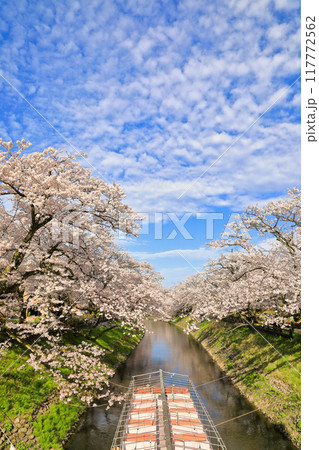 松川べりの桜の風景 ( 富山県 富山市 / 4月 ) 117772562