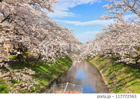 松川べりの桜の風景 ( 富山県 富山市 / 4月 ) 松川べりの桜の風景 ( 富山県 富山市 / 4月 ) 117772563