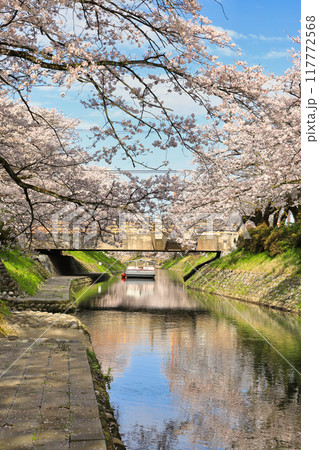 松川べりの桜の風景 ( 富山県 富山市 / 4月 ) 松川べりの桜の風景 ( 富山県 富山市 / 4月 ) 117772568
