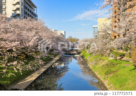 松川べりの桜の風景 ( 富山県 富山市 / 4月 ) 117772571