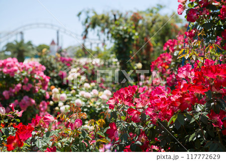 ひらかたパークのローズガーデン 117772629