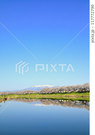 白石川堤一目千本桜の風景 白石川堤一目千本桜の風景 117772790