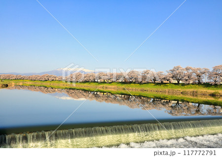 白石川堤一目千本桜の風景 白石川堤一目千本桜の風景 117772791
