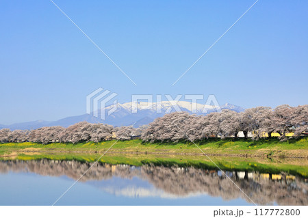 白石川堤一目千本桜の風景 白石川堤一目千本桜の風景 117772800