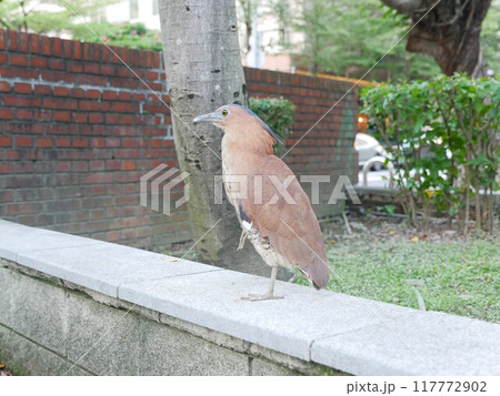 鳥 動物 動物学 117772902