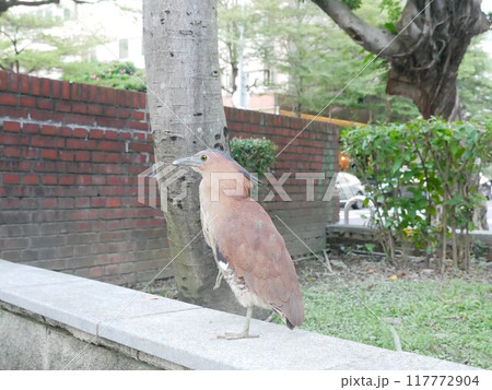 鳥 動物 動物学 117772904