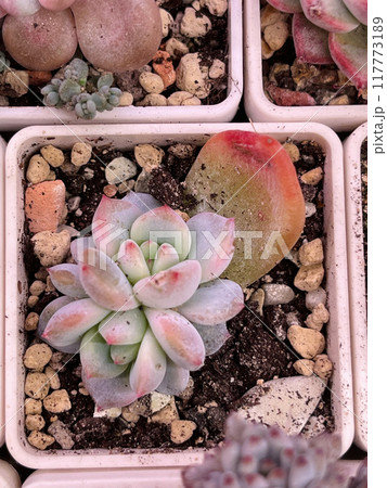 Powder leaves of Echeveria Monroe Orange succulent flower in pot, top view 117773189