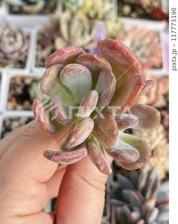Natural Echeveria Cinderella succulent plant close up. Flower rosette in human hand, top view 117773190