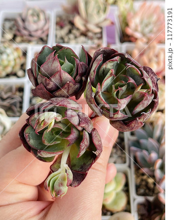 Rosette Echeveria Yangjin close-up 117773191