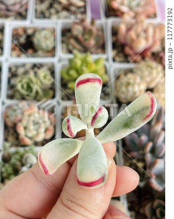 Perfect Cotyledon orbiculata variegated in hand 117773192