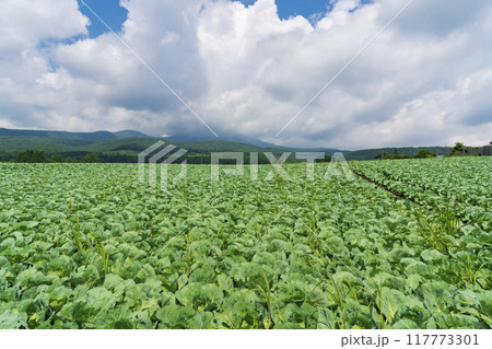 【嬬恋高原】嬬恋高原キャベツ畑の盛夏の風景 【嬬恋高原】嬬恋高原キャベツ畑の盛夏の風景 117773301