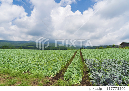 【嬬恋高原】嬬恋高原キャベツ畑の盛夏の風景 【嬬恋高原】嬬恋高原キャベツ畑の盛夏の風景 117773302
