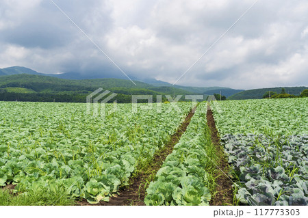 【嬬恋高原】嬬恋高原キャベツ畑の盛夏の風景 【嬬恋高原】嬬恋高原キャベツ畑の盛夏の風景 117773303