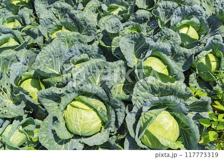 【嬬恋高原】嬬恋高原キャベツ畑の盛夏の風景 117773319