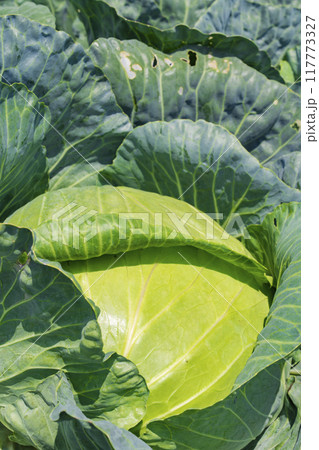 【嬬恋高原】嬬恋高原キャベツ畑の盛夏の風景 117773327