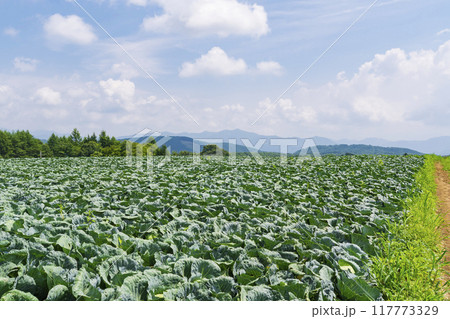 【嬬恋高原】嬬恋高原キャベツ畑の盛夏の風景 【嬬恋高原】嬬恋高原キャベツ畑の盛夏の風景 117773329