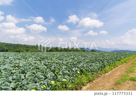 【嬬恋高原】嬬恋高原キャベツ畑の盛夏の風景 117773331
