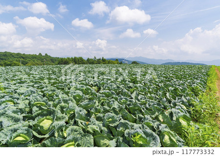 【嬬恋高原】嬬恋高原キャベツ畑の盛夏の風景 117773332