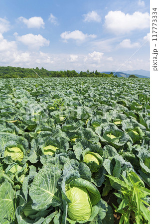 【嬬恋高原】嬬恋高原キャベツ畑の盛夏の風景 117773334