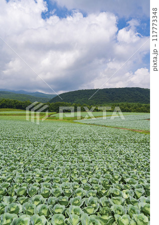 【嬬恋高原】嬬恋高原キャベツ畑の盛夏の風景 【嬬恋高原】嬬恋高原キャベツ畑の盛夏の風景 117773348
