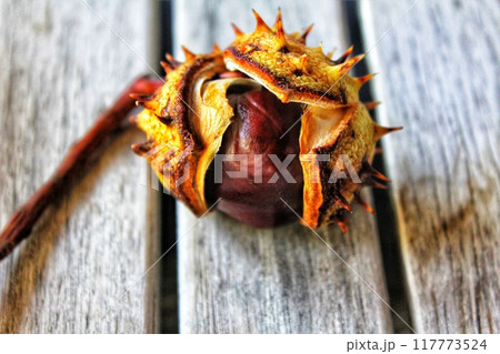 close up on the horse chestnut on wood close up on the horse chestnut on wood 117773524